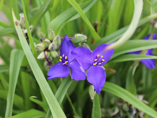 西日本では梅雨に入り南陽市も例年になく早く梅雨入りしそうです 梅雨の時期になると鮮やかな紫色の3枚の花弁とその中心に黄色の雄しべがよく目立つ「ムラサキツユクサ」が咲いています 早朝に開いて午後にはしぼんでしまいますが 夏の間次々と咲いていきます/