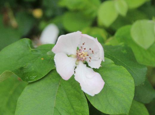 「カリン」の花でしょうか かなり大きめの白にピンクの色がかすかについているきれいな花です 「カリン」は香りの強い果実で芳香剤の代わりに部屋や車の中に置いている人もいます この花は本当に「カリン」の花でしょうか/