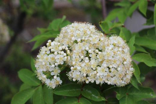 秋になると真っ赤に紅葉し紅い実をつける「ナナカマド」の花が咲いています 深い山に生えていますが庭木として植栽され背丈も高くなります 紅葉は良く知られていますが小さな花がびっしりと咲いて秋の紅葉とはまた違った趣があります/