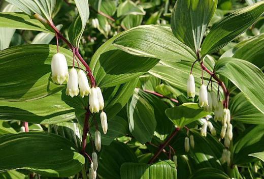 なんとなく葉も花もスズランににていますが 花を提灯にように吊り下げるように咲いています 横に這う根がヤマイモ科のトコロに似ていて甘く食べられるので「アマドコロ」と言われているそうです この花は「アマドコロ」かなあ?/