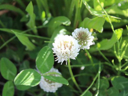 かつてグランドなどに一面に真っ白になるほど咲いていた「シロツメクサ」が空き地や土手に咲いています ヨーロッパからの帰化植物でかつては牧草として植えられたものです 子どもの時に冠を作って遊んだことが懐かしく思い出されます 別名「クローバー」とも呼ばれ「四つ葉のクローバー」を見つけると幸せになれると一生懸命探しました 「四つ葉のクローバー」は幸福のシンボルです/