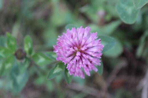 「シロツメクサ」と同じ仲間の「アカツメクサ」(別名「ムラサキツメクサ」「レッドクローバー」とも呼ばれている)がわずかですが道路わきに咲いています 「シロツメクサ」は地面を這うように伸びていきますが「アカツメクサ」の花は立ち上がるように咲きます/