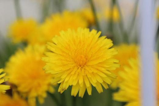 鮮やかな黄色の花に似つかわしくない名前の「ブタナ」が道路や空き地などそちこちに咲いています 図鑑によると昭和の初めに札幌で発見されて以来各地に広がったということです 長い茎の上の方で2,3本に分かれてタンポポに似た花を咲かせます 豚が好んで食べることからフランスでは属に「ブタのサラダ」と呼びこれを直訳したのが名前の由来です タンポポと似ているので「タンポポモドキ」呼ばれることもあります/