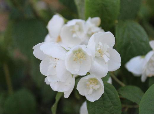 枝の先に4枚の花弁を開き花には少し香りがあり梅の香りに似ていることから「バイカウツギ」と名前が付けられました この花は「バイカウツギ」ではないでしょうか/