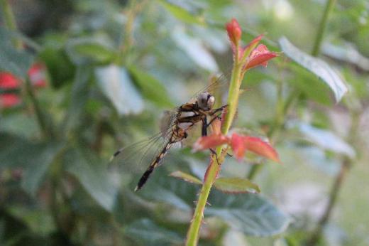 今日も真夏日の暑い日となりそうです まだ爽やかな朝 庭にでてみるとバラの新しい芽の先にトンボがとまっていました 澄んだ空 淡い緑や深い緑の葉が勢いよく伸びています さわやかな朝の空気で元気をもらえそうです /