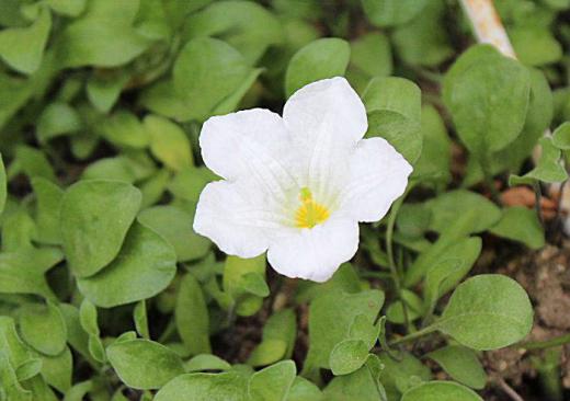 真っ白な花が緑の葉の中にポツンと一輪だけさきました 今年初めて咲く「ギンパイソウ」です 知人から「盃花」だよ一株いただいたものが増えてきました 知人の庭には真っ白な花が一面に咲いていて一株をいただいたものです 上からみるとよく分かりませんが横から見ると銀の盃のように見えることから付いたといわれています 地面を這うように広がり根のわきに上を向いて白い花を咲かせます 初夏にさわやかな気持ちにさせてくれる花です/