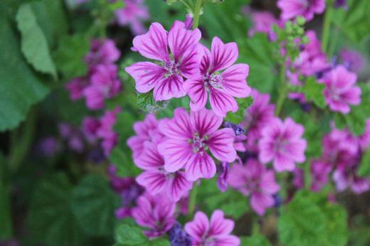 散歩の道すがらに見つけた花です 図鑑やネットで調べましたがなかなかはっきりした名前がわかりませんでした「ゼニアオイ」という名前の花と似ていましたがなんという花でしょうか 5枚のピンクの花びらが鮮やかです/