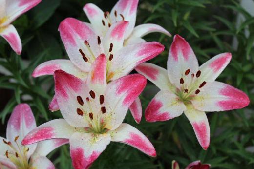 「ユリ」の花の季節になりました 我が家のユリも決してきれいではありませんが 鉢植えにしてすでに10数年を数えますが今年も咲いてくれました このユリの花は東京に住む孫が保育園のゆり組に入園したのを記念し購入したものです 車にユリの鉢植えを積んで届けたことを思い出します/