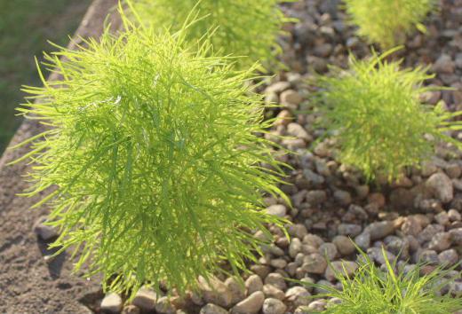 「コキア」が朝日に映えて爽やかな緑色の葉を広げています 我が家の犬走りの砂利に植えた「コキア」が気持ちよさそうです 秋になると真っ赤に紅葉するのが楽しみです/