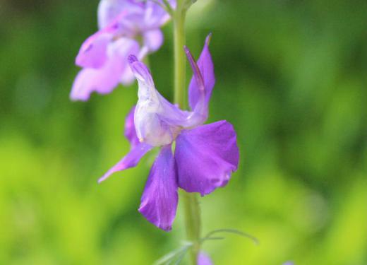 長い真っすぐに伸び茎の周りに紫や白、ピンクなどの花を咲かせる「チドリソウ」が咲いています 写真をよく見ると小鳥のようで花の後ろに突き出た角状の距を鳥の脚にあるけづめに見立てて 英名「ヒバリのけづめ」の意味のラークスパーと呼ばれています 日本名の「チドリソウ」もそこから来たのでしょうか とある場所で咲いていた一株を植えたのが少し増えてきました 移植を嫌う草花で増やすのが難しいといわれていただいたものです /