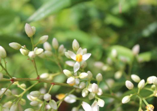 秋になると真っ赤な実をつける南天の小さな白い花が咲きました 山に自生しているのだそうですがほとんどの家の玄関そばに植えられ株立ちとなって伸びています 高さが1〜2mにもなりほったらかしておいても育つ花木の一つでしょうか 夏至も過ぎました 真夏を迎え秋に向かっていきます /