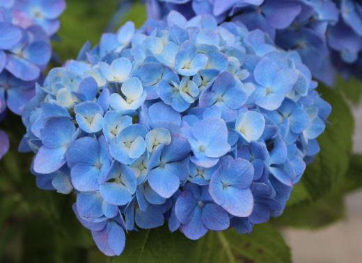 梅雨の時期に鮮やかな紫やピンク、白など「アジサイ」の花がそちこちに咲いてます 東北地方が梅雨入りし南陽市も昨日あたりから曇りや雨の天候となり今後もあまりはっきりしない天候となりそうです そんな時に雨に濡れたアジサイの花はどこかほっとさせてくれるような気がします 梅雨に似合う花「アジサイ」ゆっくりと眺めてみたいものです/