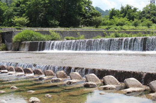 NHKのBSで放送されている日野正平の「心旅」という番組で 6月22日に米沢市の直江石庭を訪ねる番組が放送されました いい天気に誘われて直江石庭公園を訪ねてみました 気持ちよさそうに流れる最上川の流れ きれいに刈り込まれた芝生の近くに群生する黄色の花を付けたブタナ 梅雨の晴れ間の一服の清涼剤となりました/