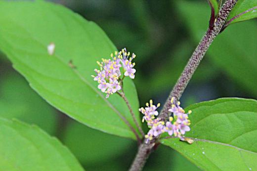 3〜4ミリほどのピンクの小さな花が木の枝と葉の間に「コムラサキシキブ」の花が咲きました かやヤブの中から根をつけて採ってきたものですが花をつけてくれたことに喜んでいます 秋には小さな丸い紫色の実をつけてくれ鑑賞できるので楽しみです/