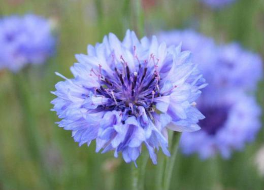 爽やかな薄紫色の花を近所の庭でみつけました 調べてもよく分かりませんでしたが「マツムシソウ?」に似ていました 花に魅せられて写真を一枚撮りました なんという名前の花でしょうか/