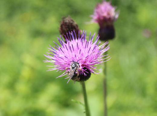 河原をあるいていたら 紫色の「アザミ」をみつけました かつて務めた小学校で子ども達が遊べる小高い丘のような山を造りました 子ども達と相談し校歌にうたわれているアザミからとって「あざみが丘」と命名しました 春から秋はその丘を駆け上がったり下りたり 冬にはソリ遊びの丘となりました 今は新しい校舎もでき「あざみが丘」はなくなってしまいました 懐かしい思い出の花です/
