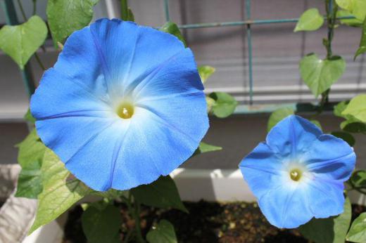 今年もアサガオの季節がやってきました 我が家の「セイヨウアサガオ」も鮮やかな水色の花を咲かせています 多くの園芸種があり、色も紫や白、ピンクなどいろいろな色のアサガオを楽しめます 「セイヨウアサガオ」は午後遅くまで咲いており一日楽しめるアサガオです 毎年種を取るのですがなかなか実をつけてくれなくて採種の難しい花です 翌年播種しても発芽してくれず苦労する花の一つです 水色のカーテンもいいですね/