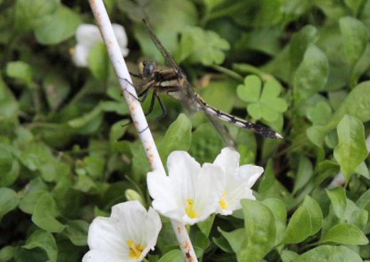 庭のギンパイソウに羽化したてのトンボがとまっていました どんよりとした梅雨の曇り空の下で夏に飛び回るチョウやトンボがこれからどんどん飛び回るようになります/