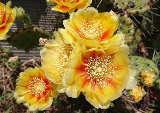 とあるところでサボテンの花を見つけました 花を見るととてもサボテンの花とは思えないきれいな花で思わず写真に収めた1枚です サボテンの花もきっと様々な花があるのでしょうね/