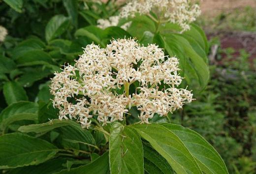 金沢地区を散歩中に「クマノミズキ」かと思われる白い花がさいていました 「ミズキ」とよく似ているのでどちらかはわかりませんがどちらも山地に生える木で「クマノミズキ」だとすると秋には5mmほどの黒い実を付けます もう一度行って見てきます/