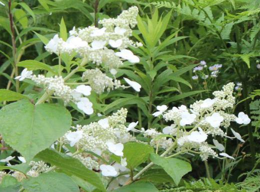 雨に打たれたアジサイと似た白い「ノリウツギ」が咲いていました 散歩で見つけた花ですが枝先に円錐形の花の形をしてたくさんの両性花と白い装飾花をつけています 葉っぱも卵型の楕円形していて雑草の中でひときわ目立つ花で中には庭に植えられている庭園樹となっているようです/