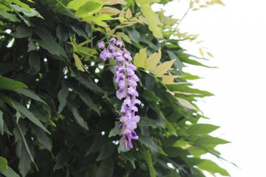 伸びてきたフジのつるを剪定しました その先から季節はずれのフジの花が咲いています 5月の爽やかな季節のフジとは違って曇天のそらにあまり映えない花となってしまいました 撮ったのは昨日の夕方の写真です/