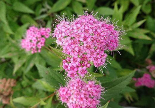小さな薄紅色の花がたくさん集まってふわふわした綿菓子のように咲いている「キョウガノコ」が咲いていました 調べてみるとバラ科の植物で4〜5年は植えっぱなしでもよく育つ草花のようです 花好きであまり手入れの得意でない方にとってはよい草花かもしれません /