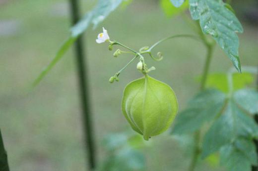 小さな花を付けていた「フウセンカズラ」に実が付きました あの小さな花が本当に風船のように膨らんだ実が爽やかな黄緑色になりました 次はどんな色になるのだろうか/