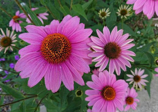 この花を植えている方から「〇〇〇〇〇」と聞きましたがすっかり忘れて図鑑やネットで調べましたが見つからずじまいでした「ムラサキバレンギク」とも似てるがちょっと違うかなあ/