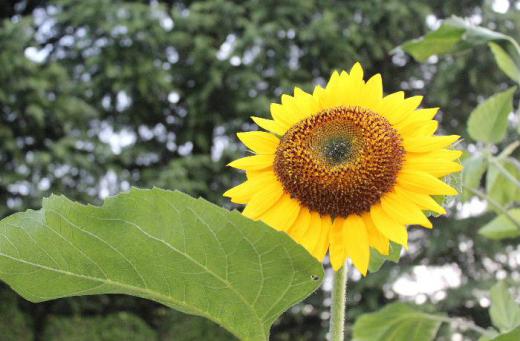 今日の最高気温が36度になるのではとの予報です 梅雨が明け厳しい暑さの夏がやってきました 夏を代表する花「ヒマワリ」が咲き始めました、背丈も花の大きさや色も様々ですがやっぱり夏の花は「ヒマワリ」ですね 昨日も暑かったのですが今日はそれ以上です 熱中症に注意しましょう/
