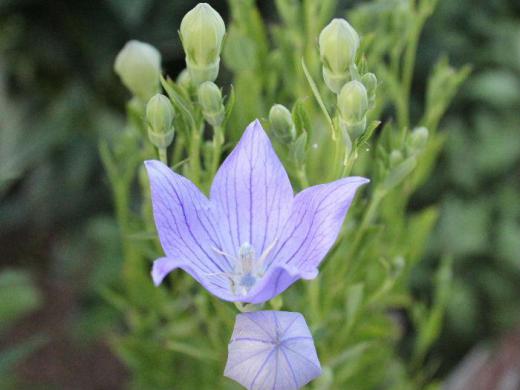 山などに自生している「キキョウ」ですが庭などにも植えられ 昔といっても私が幼い頃のお盆のお墓参りにはよくお供えした花です 星形に咲く花ですがつぼみは膨らんだ風船のようなので英名は「バルーンフラワー」です お盆のお花は「キキョウ」「カルカヤ」「オミナエシ」とよく言いましたがその一つです/