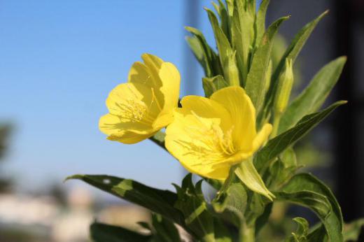 朝散歩すると道ばたなどに咲いている黄色の「マツヨイグサ」が今日も暑くなりますよと元気に立っています この花は夕方になると開くことから 宵を待つと名付けられたそうです 翌朝しぼむと真っ赤に変わるそうです 一般に「マツヨイグサ」の仲間を「月見草」と呼んでいますがたくさん仲間があり正しい名前がわかりません 日中にでももう一度見てみます/