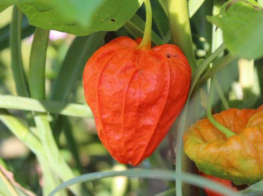 実を包んだ真っ赤に色づいた「ホオズキ」が幼い頃のお盆を思い出させてくれます 旧暦のお盆になるとこのホオズキを仏壇に供えご先祖様をお迎えしました 地域によっては仏壇に吊り下げたりするところもあります 今ではこのような風習がだんだんと失われつつあります 別名「チャイニーズランタン」とも呼ばれています/