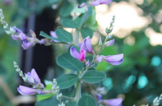初秋の風物詩の花木の一つですがもう「ハギ」の花が咲き始めました 万葉集の中で最もよく詠まれている花だそうです 中秋の名月に月見団子とともにお供えする風習もあります 昔は山野に自生し家畜の冬のえさと刈り取られ乾燥して与えられていたとのことです/