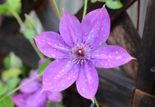 四季咲きの紫色の「クレマチス」が暑い中で咲いています 今日も暑くなりそうなので朝水を浴びせてあげました 心なしか元気になったかなと写真に収めました 春の「クレマチス」は本当にやわらかく抱きしめたいような咲き方をしてくれますが夏の「クレマチス」は暑さのせいか小さく色あせて咲いています 今日からTOKYO2020のオリンピックが始まります でもオリンピックの雰囲気にはほど遠い朝です/