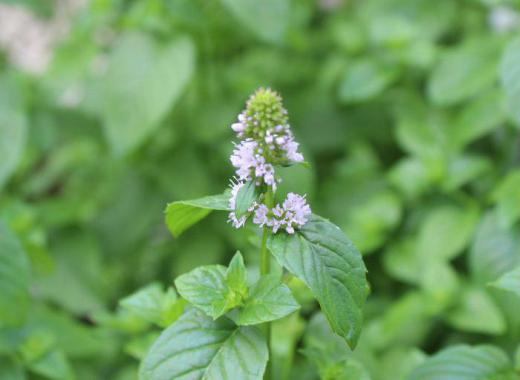 葉が柑橘系の香りがする「オーディコロンミント」の花が咲きました とてもいい香りのする植物ですが花は決して目立たずひっそりと咲いています 食用ではなく香りを楽しんだり虫よけになるとのことです プランターに植えっぱなしで根がびっしりと這いちょっと水やりを忘れると夏の暑さでくたーっとなってしまいます 清涼感のある爽やかな香りが何とも言えない植物で「オーディコロンミント」そのままです/