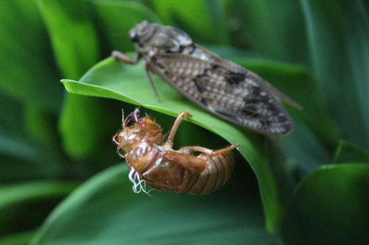 金メダルラッシュに沸く日本 夏の暑さが続く毎日と夏真っ盛りの一日が今日もスタートしました 早朝スズランの葉にセミの抜け殻と羽化したばかりのセミを見つけました セミの声が時々聞こえてきます 夏ですねえ〜/