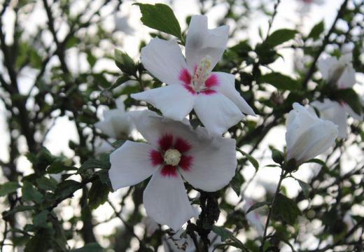 今の季節に咲く花木でよく似た花を咲かせる「フヨウ」と「ムクゲ」があります ネットでも見分け方が記されていますが何気なく見ているととてもよく似ています 白い「ムクゲ」の花が咲いています 白い花の底が紅い花ですが普通は紅紫色の花を咲かせるのが多いそうです/