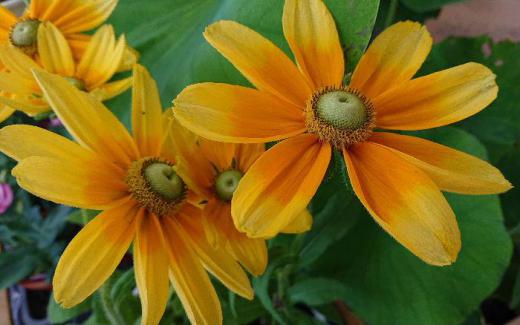 ヒマワリの季節になりました 今年は我が家にヒマワリがありません 妻が母の日にもらったヒマワリから採った種を毎年植えていましたが何故か背丈が伸びてしまうので植えませんでした 小さなヒマワリのような花「ルドベキア」が上向きに咲いていました 宿根草で花期の長い花です/