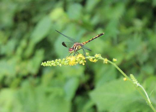早いもので今日から8月です 猛暑の毎日ですが散歩道で野草の花にトンボを見つけました 土用丑の日が過ぎ立秋を迎えますがまだまだ暑さが続きそうです 赤トンボの季節ももう少し先でしょうか/