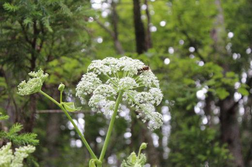 山を散策していた時に茎の先に淡黄色の小さな葉を傘のように咲かせる「アシタバ」が咲いていました 生命力が旺盛で今日葉をとっても明日また新しい葉がよく出るという意味で名付けられと言われています よく似た「ハマウド」という名前の植物がありますのでどちらなのかわかりません/
