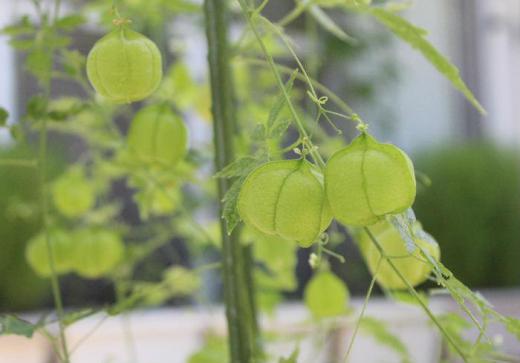 これは「フウセンカズラ」の種です 初めて鉢植えし収穫した種ですがこんな形をしている種にびっくりして紹介しました 間もなくお盆です この「フウセンカズラ」を見ていると何故かお盆を思い出します ちょうちんの形をしているからでしょうか/