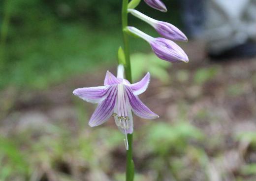 くぐり滝の上流の道ばたに涼しげに咲いている花を見つけました ゆりの花に似ていますが何という名前の花なのかもわからず思わずシャッターをきりました 今日も暑い日になりそうです 熱中症に注意しましょう/