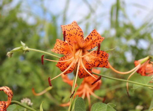 吉野川の土手に「オニユリ」の花が咲いていました 花びらに紫褐色の斑点がたくさんついていて 強く反り返って咲きます 大きく丈夫で堂々としており派手な花なので名前に鬼が付いたといわれています/