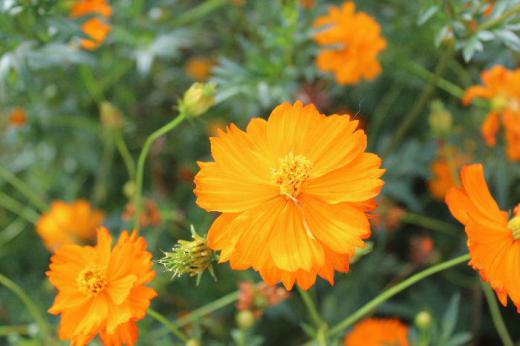 昨日までに比べるとこころもち涼しく感じる今朝の天候です 「キバナコスモス」と思われる鮮やかな黄色の花を見つけました 「キバナコスモス」は真夏の暑さにも負けずに咲き続ける花で非常に強健種だそうです 明日からは少し涼しくなりそうですがこれからも暑い日が続くのでしょうか/