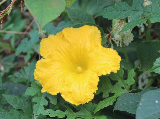 夏野菜の代表「カボチャ」の花が咲いています 様々な料理に使われる「カボチャ」ですが畑だけでなく河原の土手などどこにでも咲いています皆さんのカボチャ料理は何が好きですか/