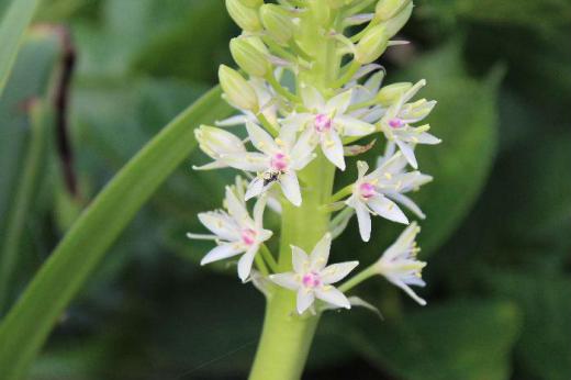 白くてピンがかっためしべも見えます 花事典で調べても名前がわかりません 我が家の庭ではありませんが道路そばの庭で盗み撮りしてしまいました/