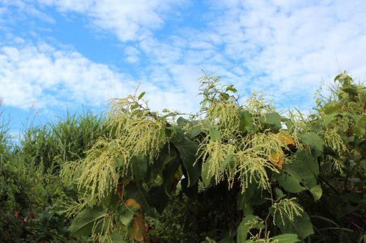 川のほとりや土手などどこにでも背丈を伸ばし白い花をつける「イタドリ(オオイタドリ?)」がによきにょきと生えています 痛みを取る薬効があることからこの名前が付いたといわれています 太い茎が直立し枝の先などに円錐状に小さな花を付けます 花には花弁がなく花びらのように見えるのガクがあります 雌花は花後翼のついた白っぽい実をたくさん付けます 背景に浮かぶ雲がなんとなく秋を感じさせてくれます/