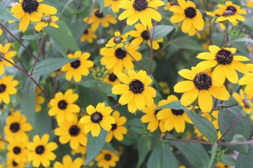 7月31日に「ルドベキア」という花を紹介しましたが今日紹介する花が「ルドベキア」のようです 小さなヒマワリのような花が上向きにたくさん咲いていて夏を思わせる花です 一昨日からかなり涼しくなりました 徐々に秋の気配を感じさせてくれるようになりました 今日は東北地方にも大雨が降りそうな予報です/