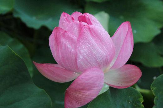 「これまで経験したことのない大雨」と気象情報を伝えるテレビは今日も大雨の様子を伝えています ちょうどお盆の時期で亡き人を偲び思いを寄せるときですがコロナと大雨とそのような気持ちにもなれない日が続きます 雨に濡れた「ハス」の花が咲いています 恨めしそうに雨に打たれてその美しさも半減してしまいました きれいに咲いているハスの花をいつかもう一度このブログでアップできればと思っています /